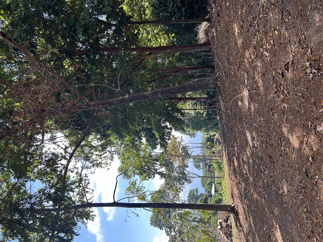 Cabo Matapalo:  3.8 Acre Ocean View Lot In Peninsula De Osa, Golfo Dulce - Gallery image 23