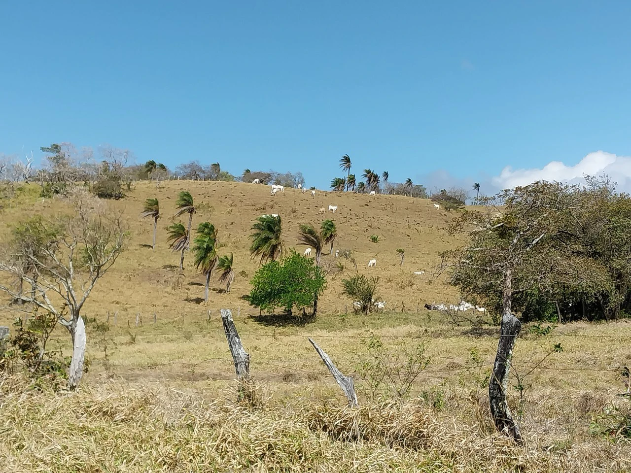 Finca de 613 acres/248 ha. con Linda Casa y Bonitas Vistas: Countryside Agricultural Land For Sale in Bagaces - Gallery image 9