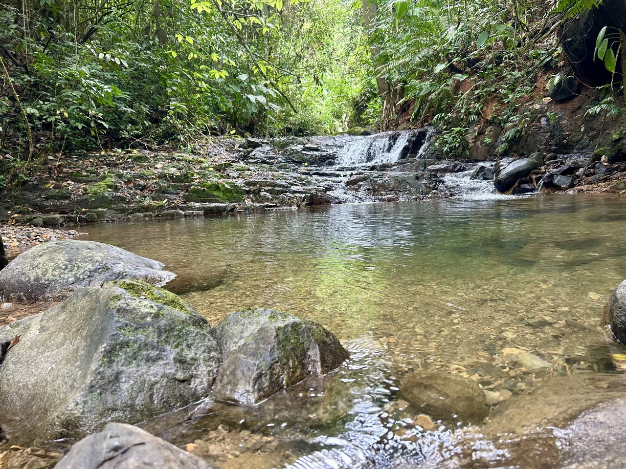 Selva Vista Estate: 5.9 Acres of Wild Beauty - Gallery image 32