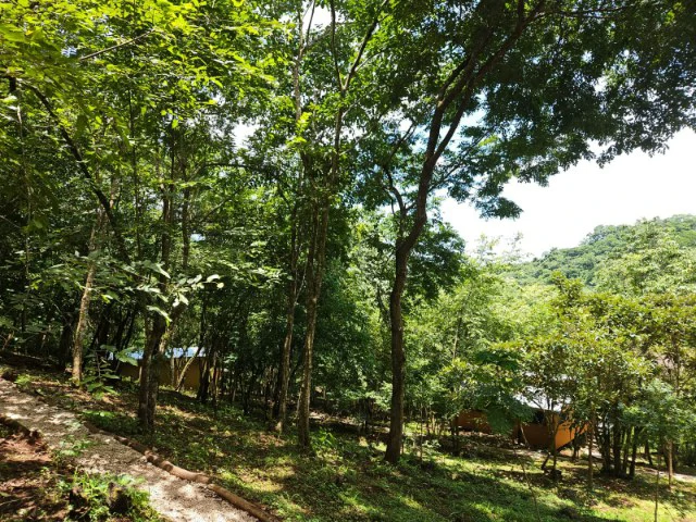 Nosara's Brand New Top Villas as a Business Opportunity in the dense forest of catchment area, 7 villas for sale in Costa Rica's Healthy Blue Zone - Gallery image 19