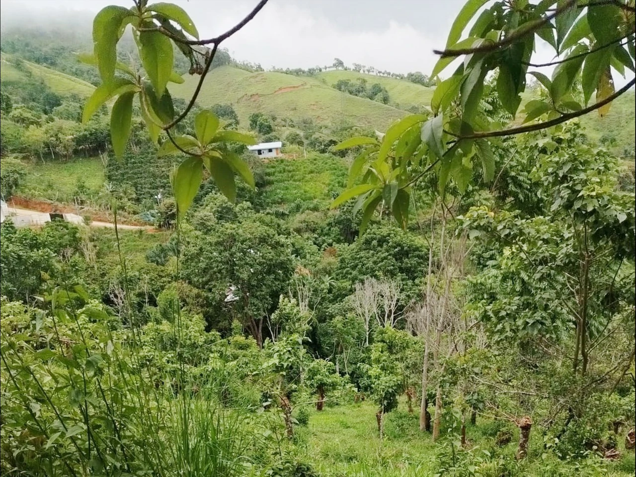 Beautiful Farm in La Guaria with Endless Opportunities! - Gallery image 9