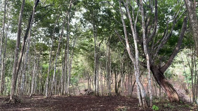 Beautiful Property for Sale in the Mountains of San Juanillo – Prime Land with Building Potential Just 10 Minutes from the Ocean - Gallery image 16