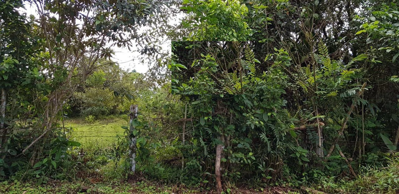 Beautiful Paradise farm for sale in the Bijagua area, nature, peace, and riverfrontage - Gallery image 3