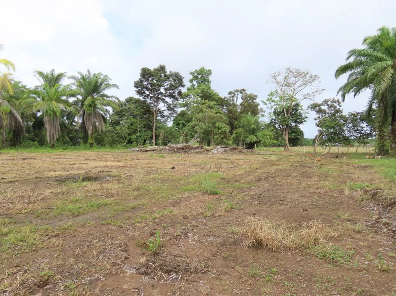 1.45-Acre Lot with Excellent Location in Canaza de Puerto Jimenez - Gallery image 15