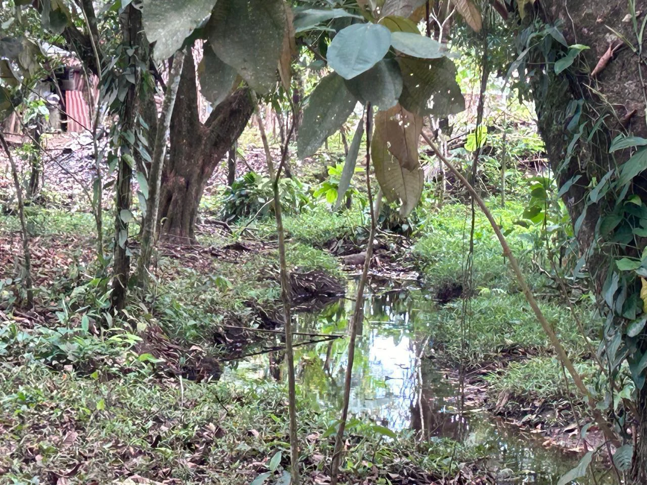 Land for Sale 4803 m2: Over 1 acre beautiful flat land Ready to build with electricity, small creek from spring. - Gallery image 3