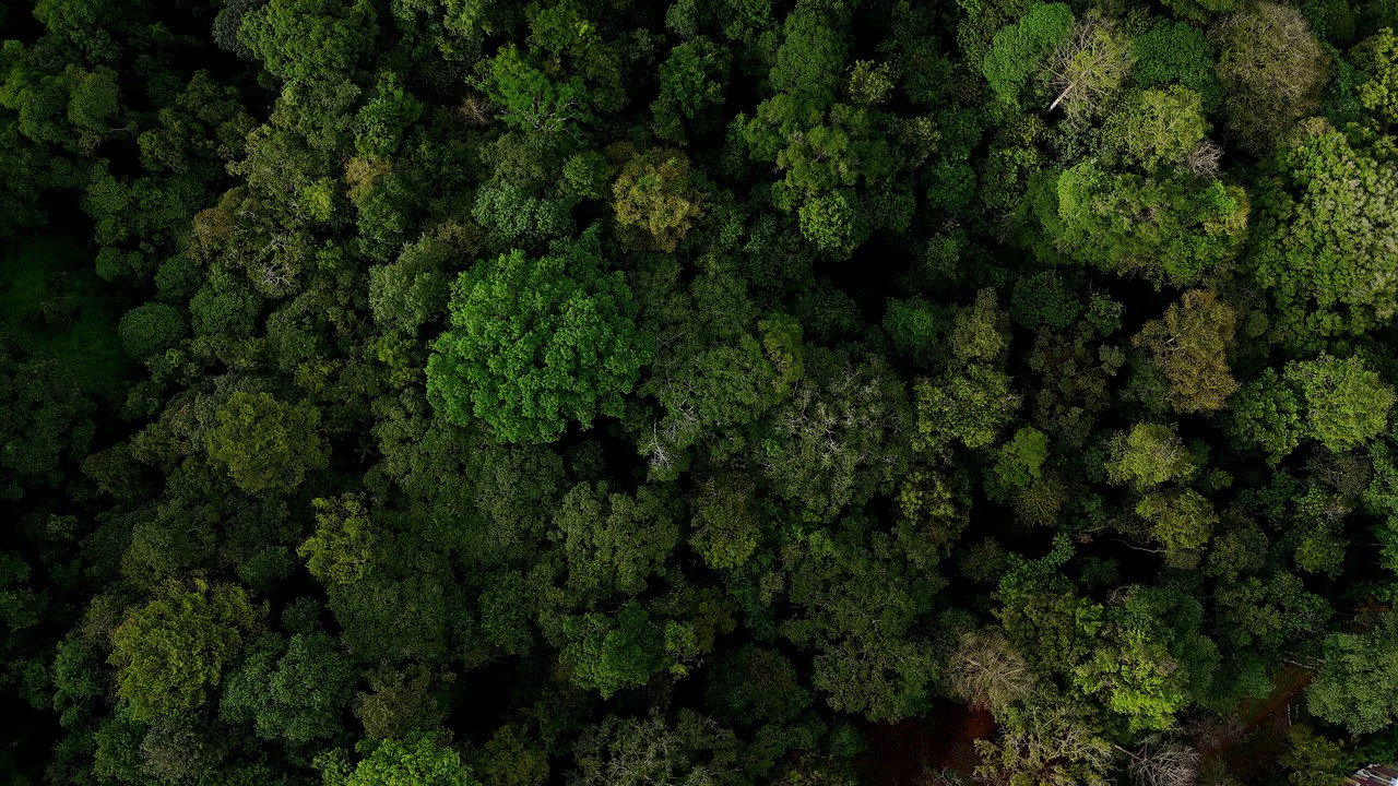 3.75-Acre Jungle Lot with Creek in Ventanas de Osa, Puntarenas - Gallery image 3