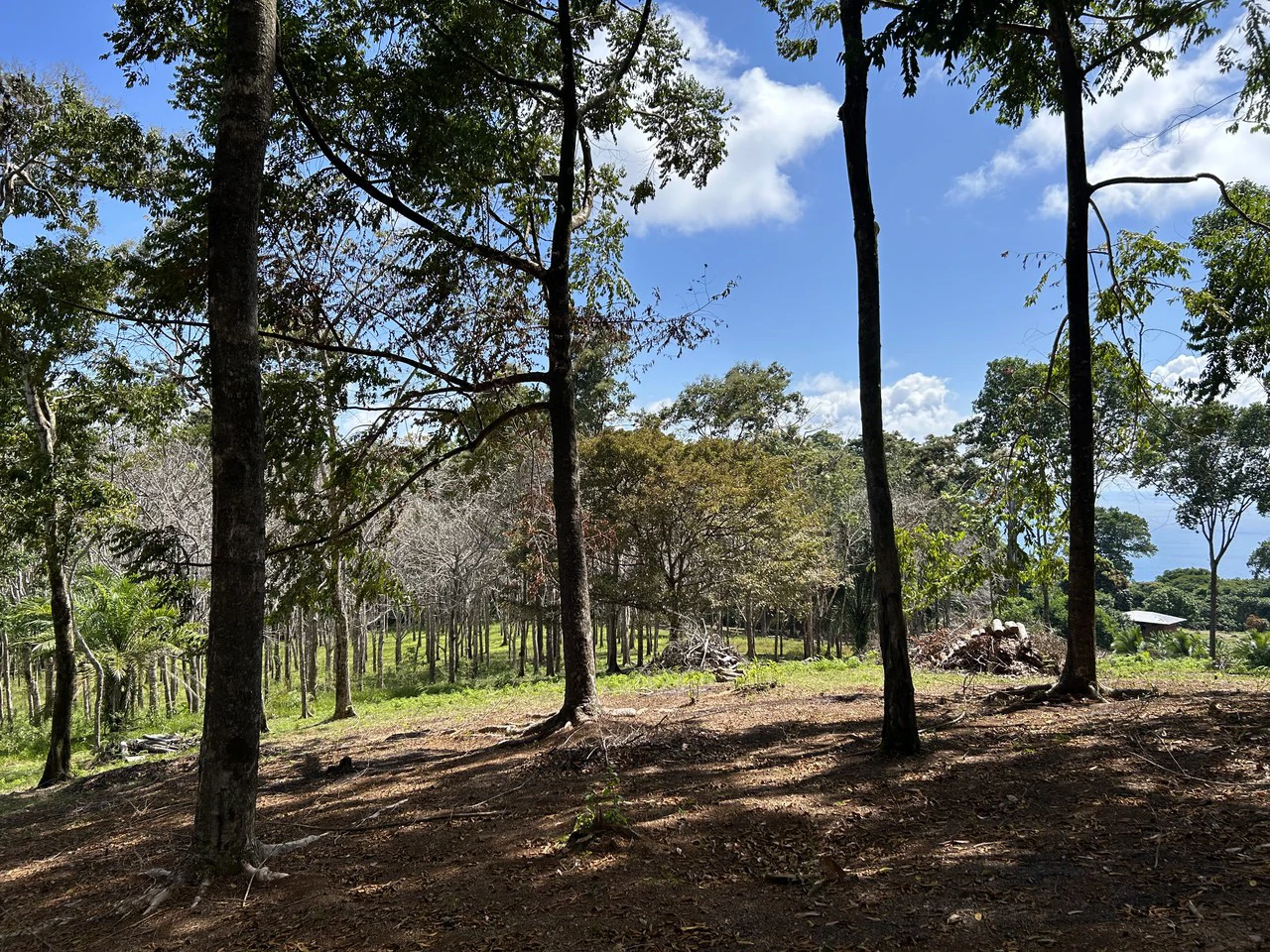 Cabo Matapalo:  3.8 Acre Ocean View Lot In Peninsula De Osa, Golfo Dulce - Gallery image 7