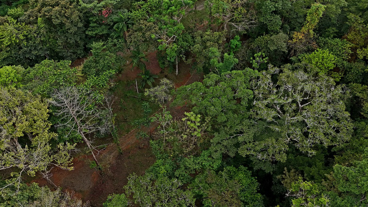 3.75-Acre Jungle Lot with Creek in Ventanas de Osa, Puntarenas - Gallery image 11