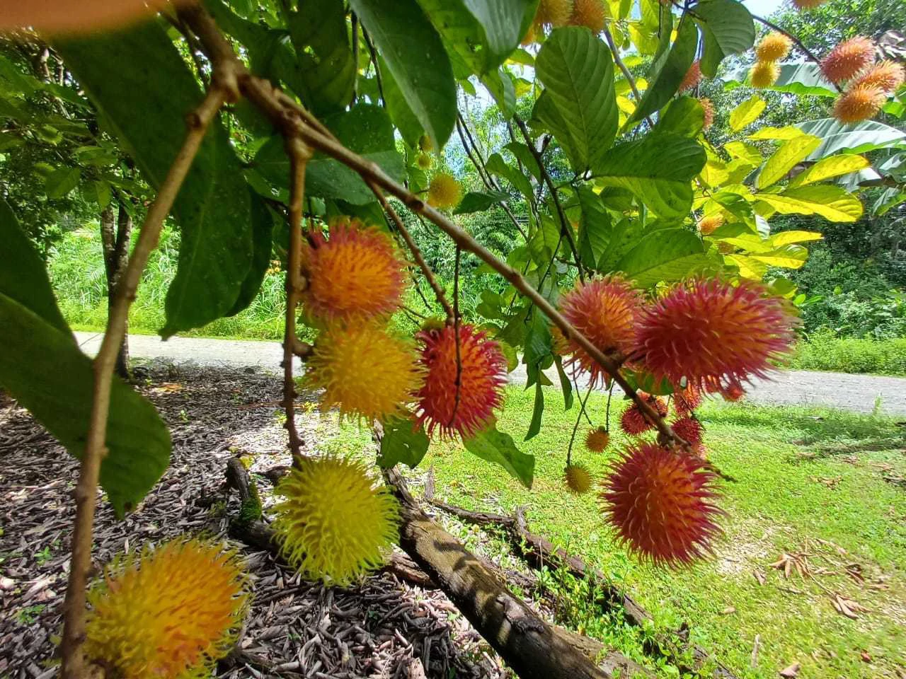 Finca La Palma, Cañaza, Puerto Jiménez - Gallery image 12