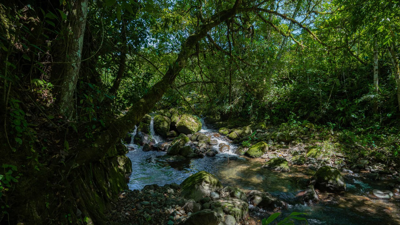 Riverfront Mushroom Farm & Private Waterfall Residence in Orosi - Gallery image 51