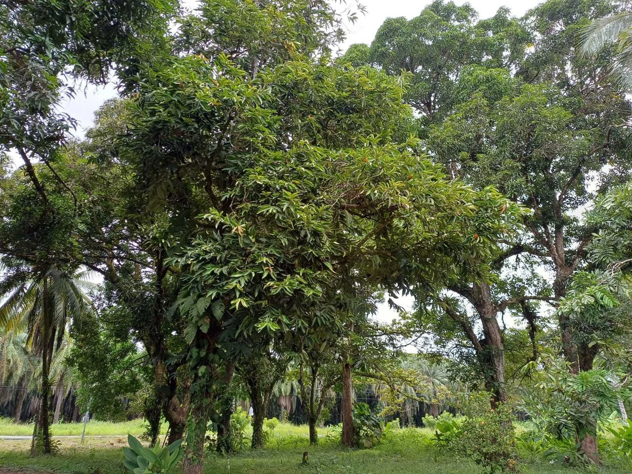 Natura Amapola Reserve, Puerto Jimenez - Gallery image 7