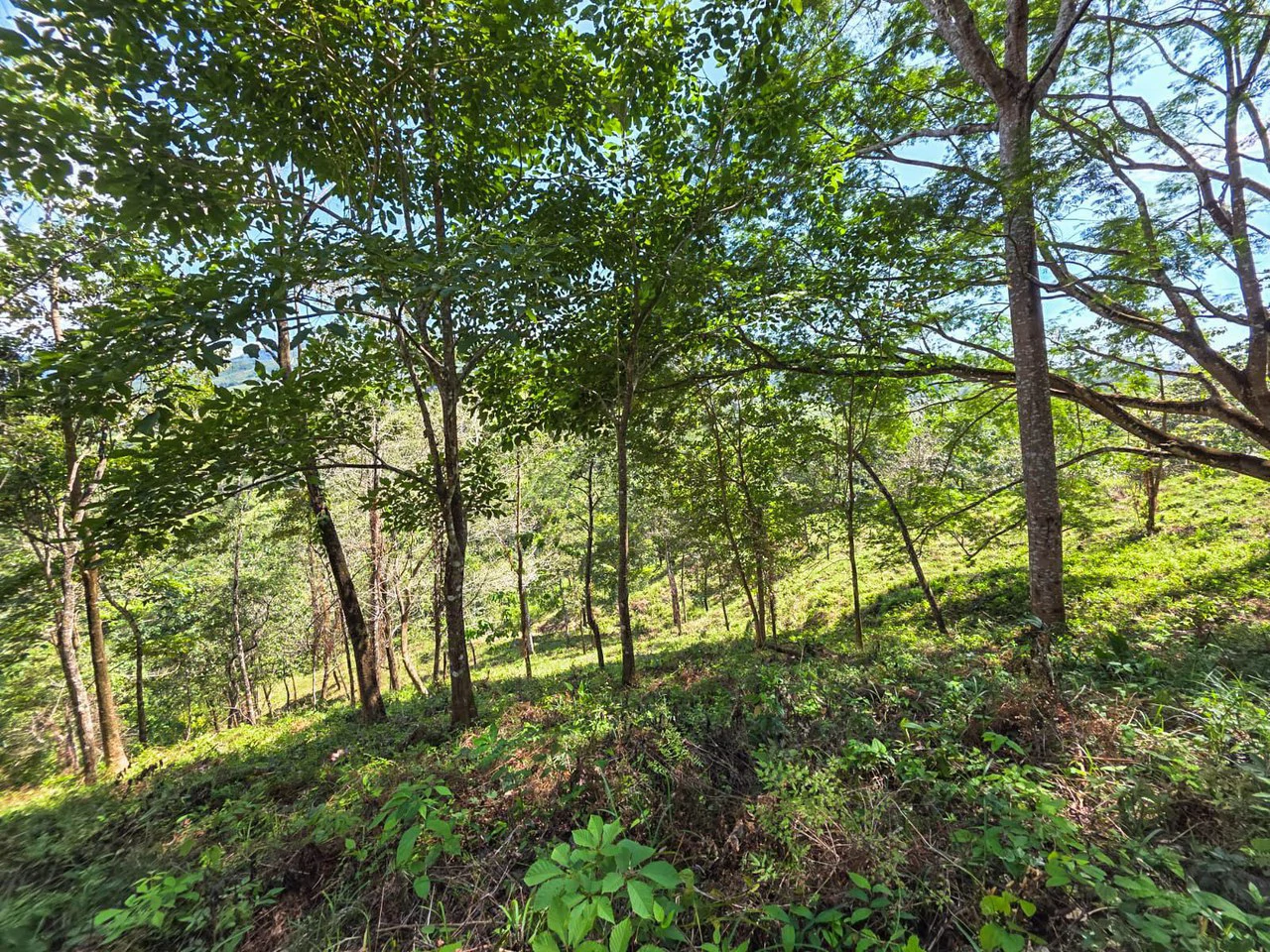 35 Acre Finca - A Natures Lover Or Developers Dream With Stunning Views - photo 9