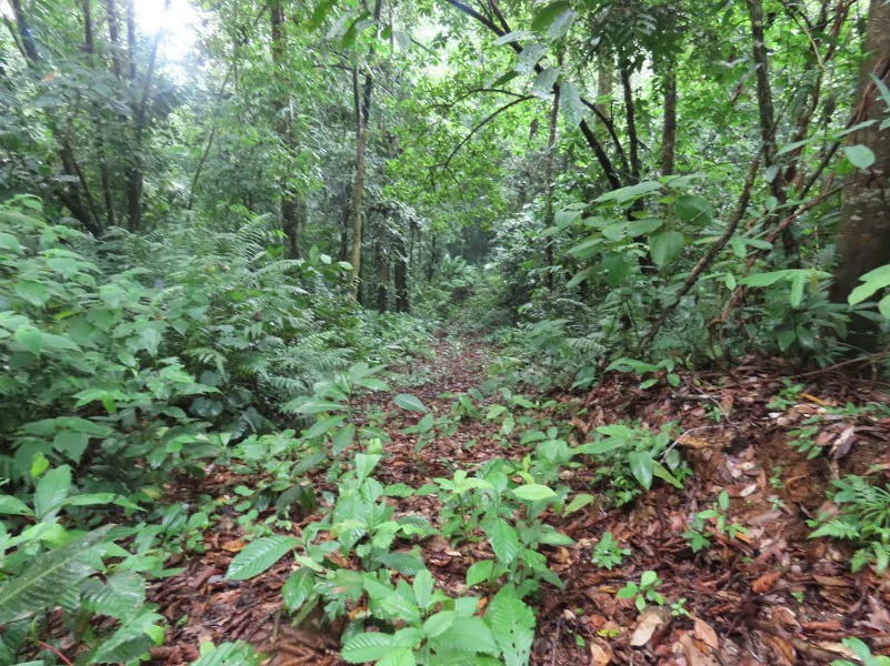34-Acres of Forest For Sale in Riyito de Puerto Jimenez - Gallery image 30