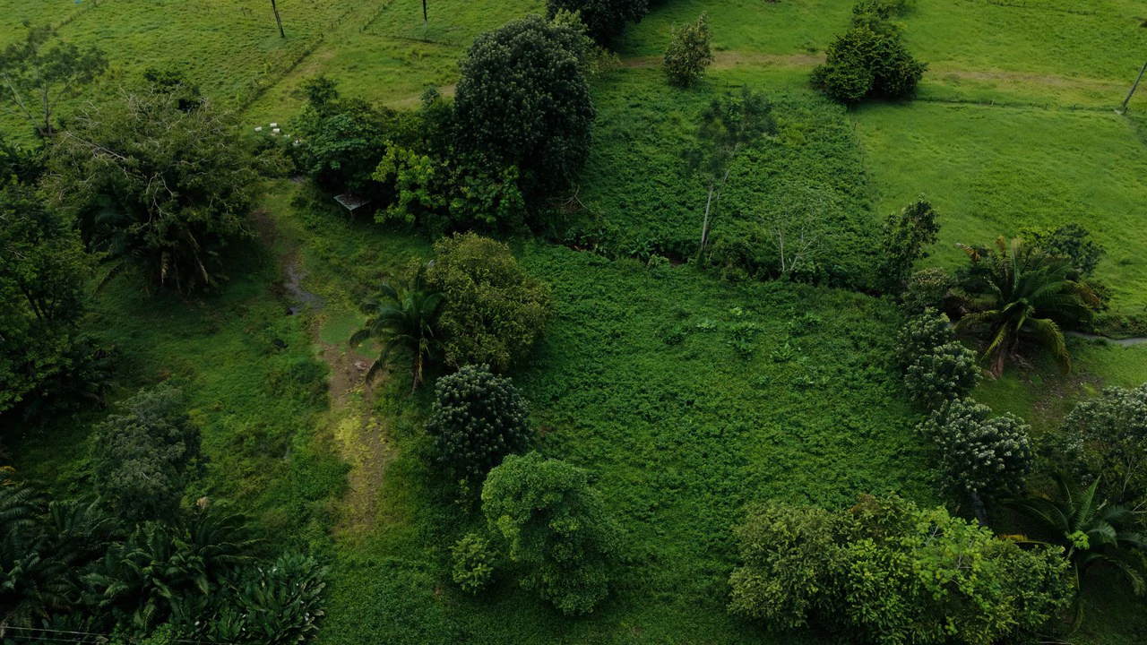 Strategic 5000sqm Commercial Property in Uvita: Perfect for any Business Vision - Gallery image 4