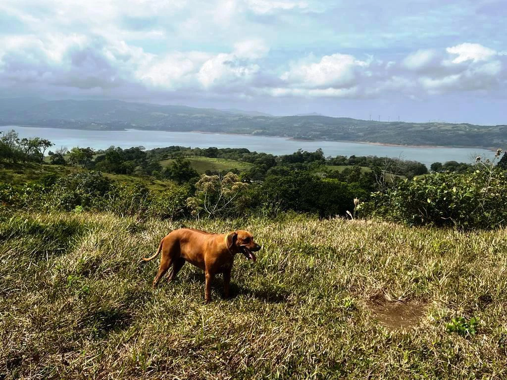 4.5 ha building land with fantastic lake view - Gallery image 5