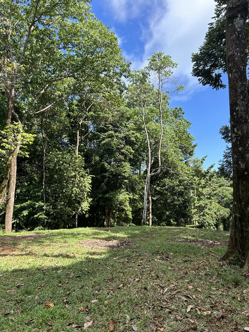Cabo Matapalo: Jungle View Lot Priced To Sell! - Gallery image 36
