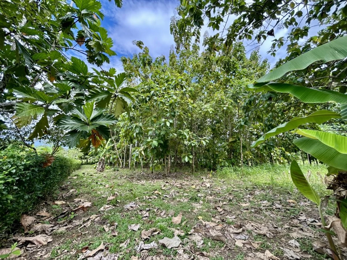 Large Building Lot Near Puerto Jiménez - Gallery image 11