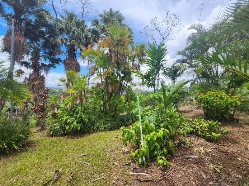Propiedad en La Bonita Emma-137480: Mountain and Countryside Home Construction Site For Sale in San Isidro del General - Gallery image 14