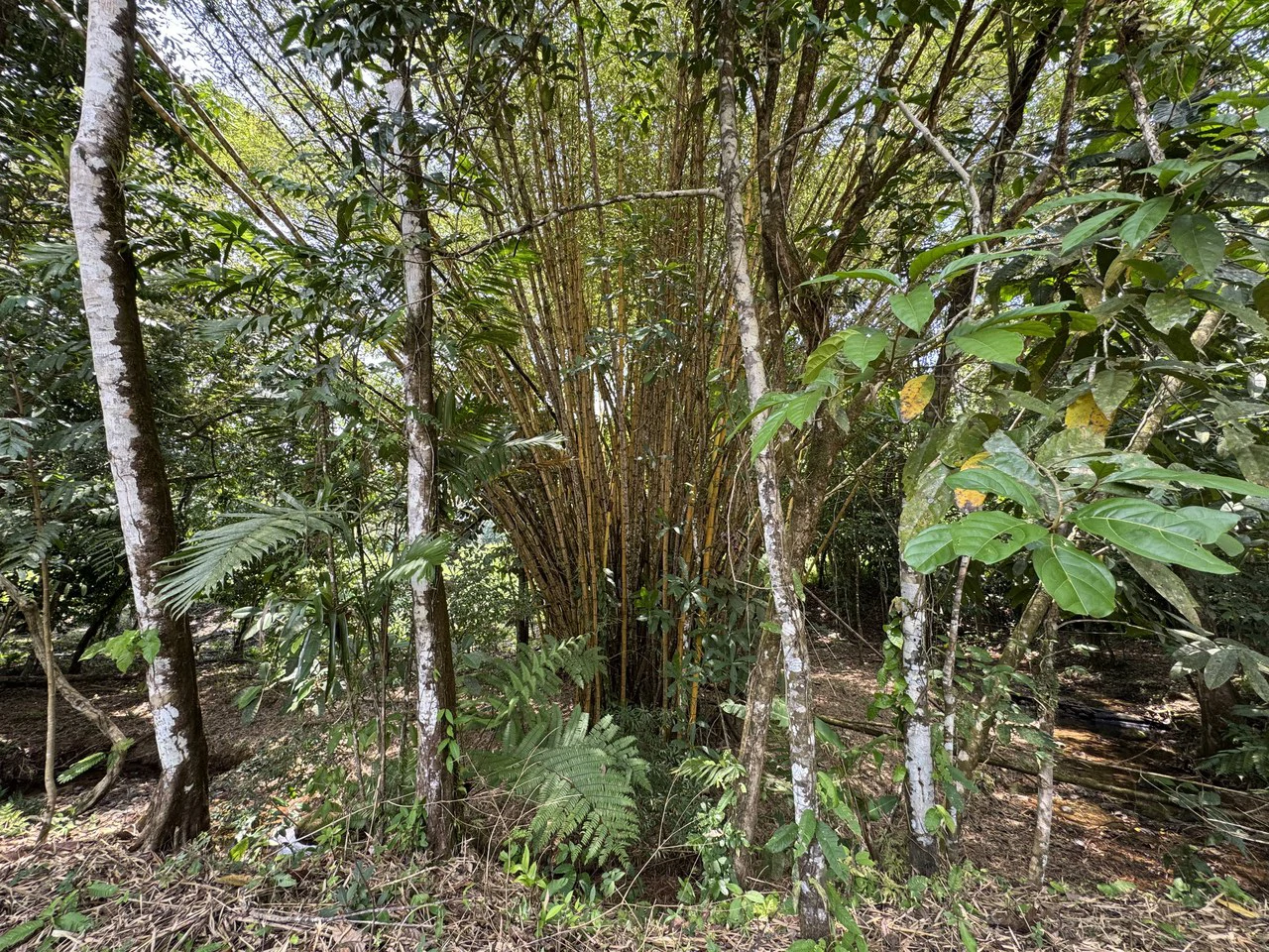 50 Acre Waterfall and River Paradise Above Dominical - Gallery image 57