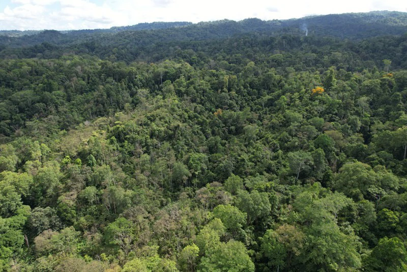 173-Acres of Nature Reserve with Spectacular Primary Forest & Golfo Dulce Views - Gallery image 2