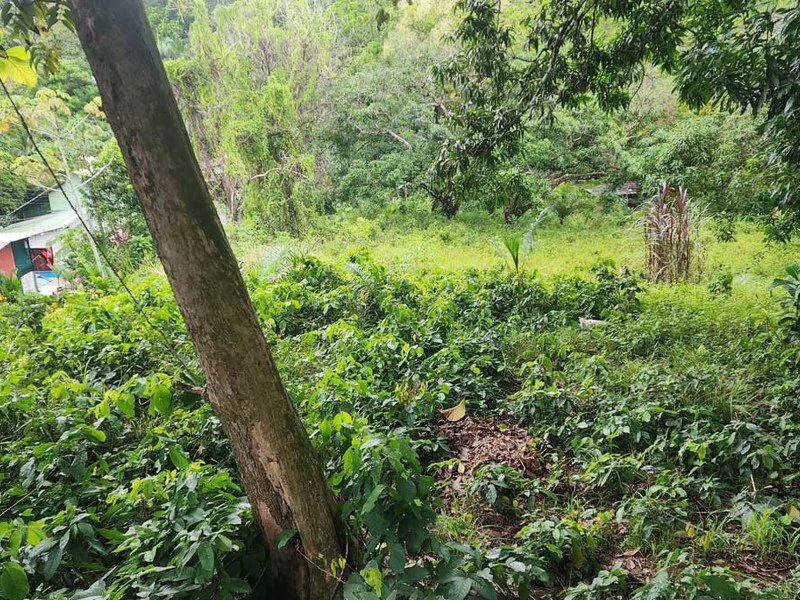Subdividable lot in Manuel Antonio - Gallery image 10