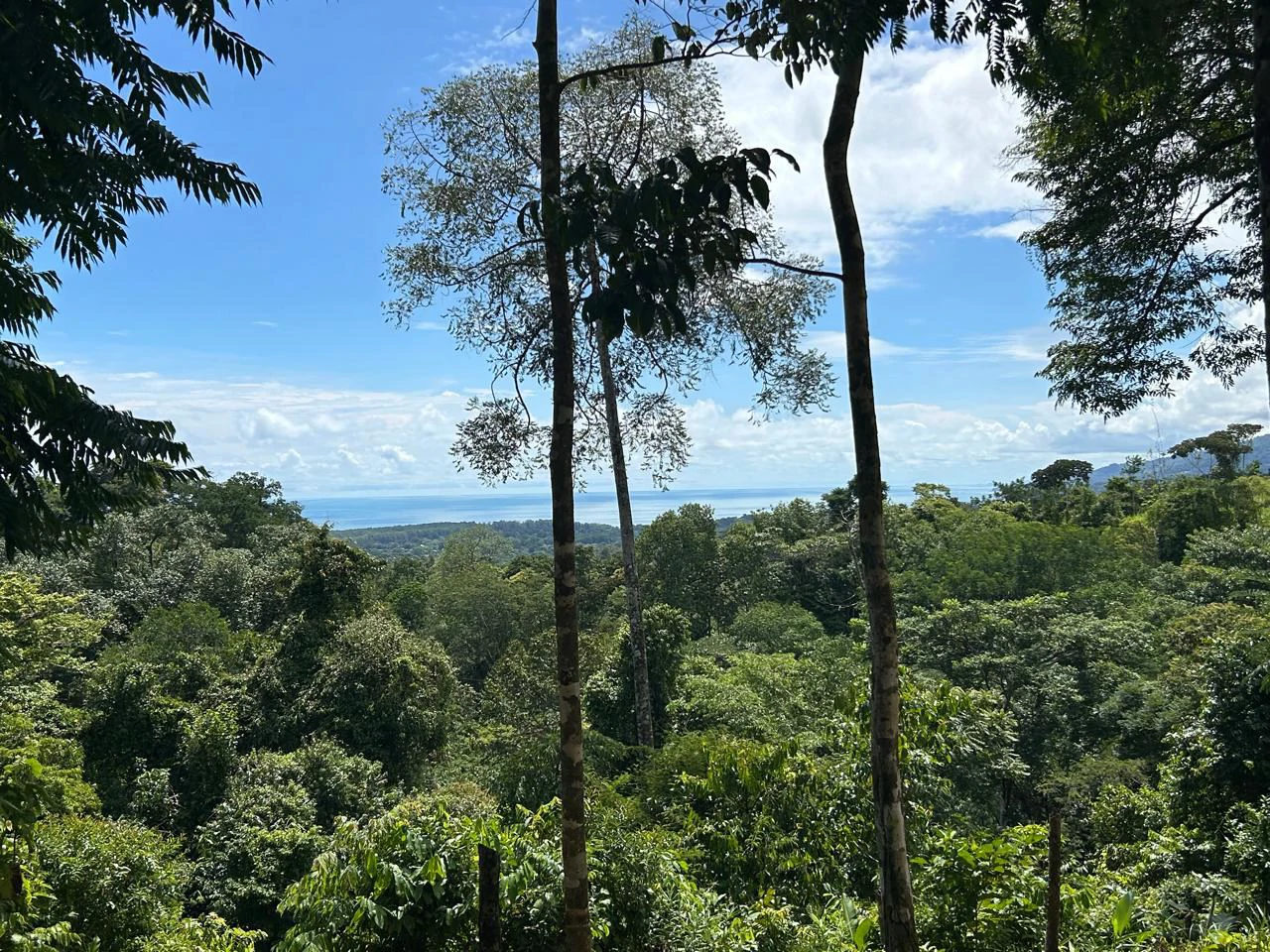Marvelous Ocean View Parcel in Uvita. - Gallery image 30