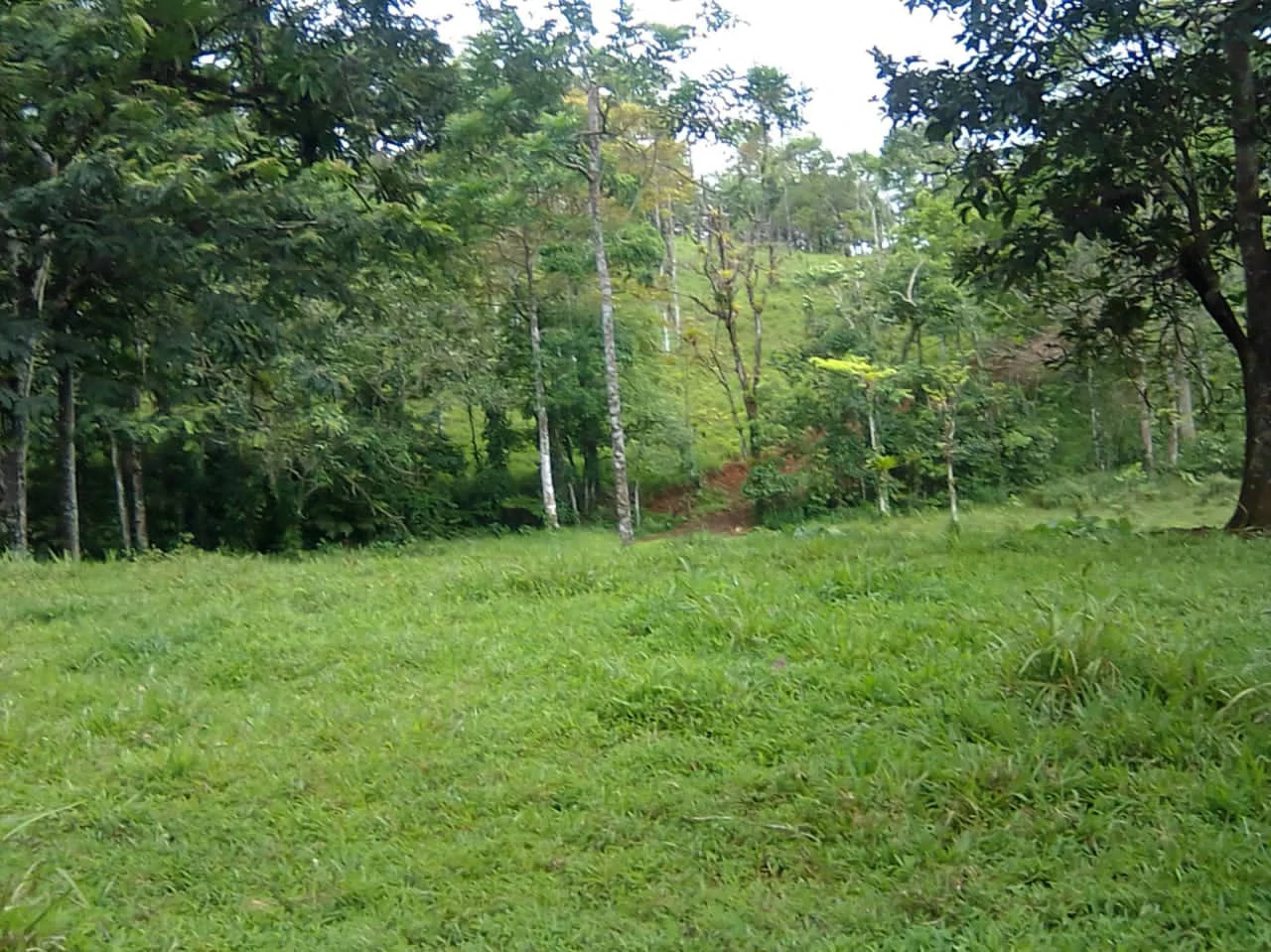 Cattle farm for sale in Aguas Claras with 1 corral and enchanting views - Gallery image 4