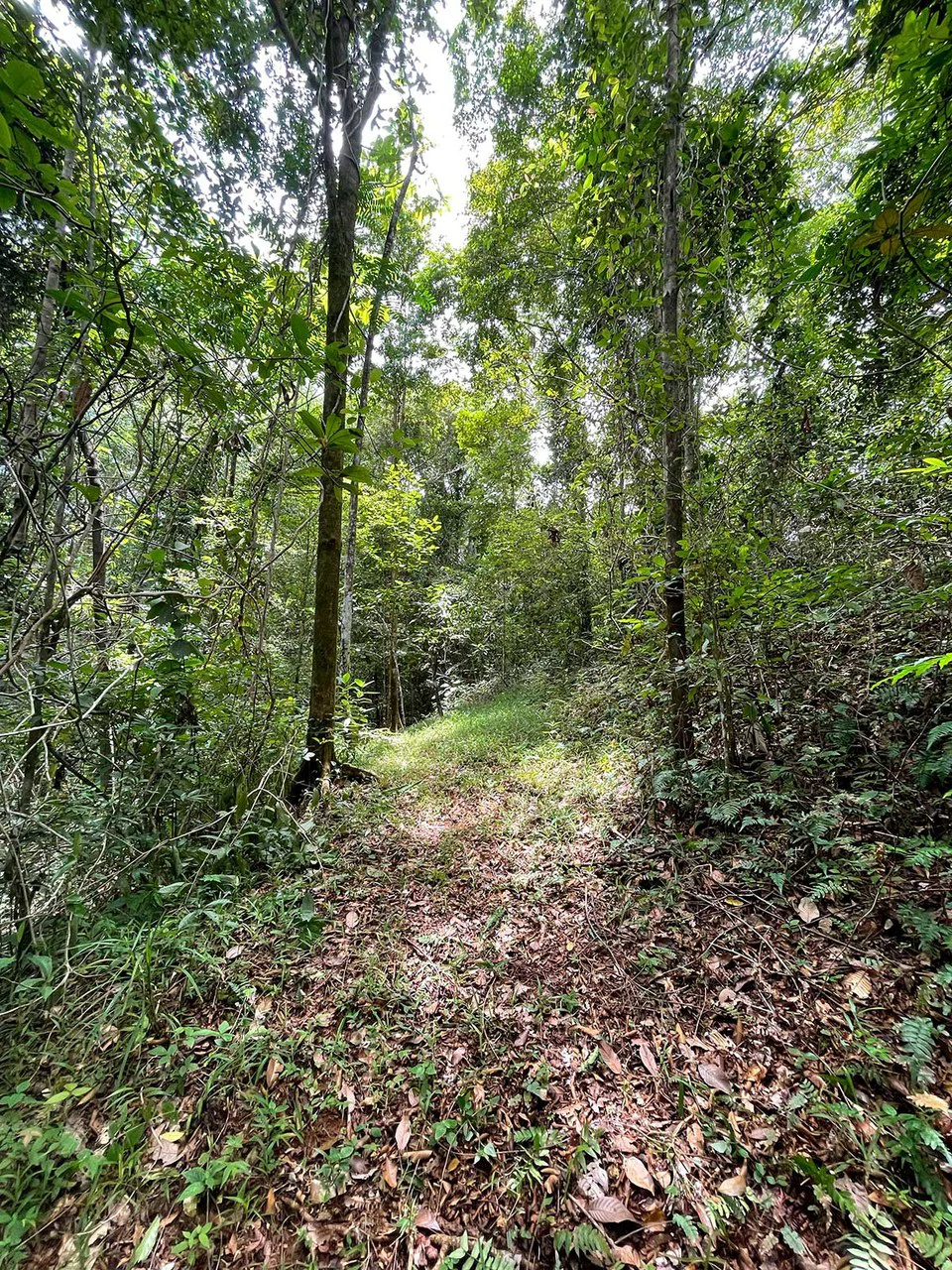 ID 4167: Investment Opportunity: 8-Acre Reforested Mountain Finca in Puriscal - Gallery image 10