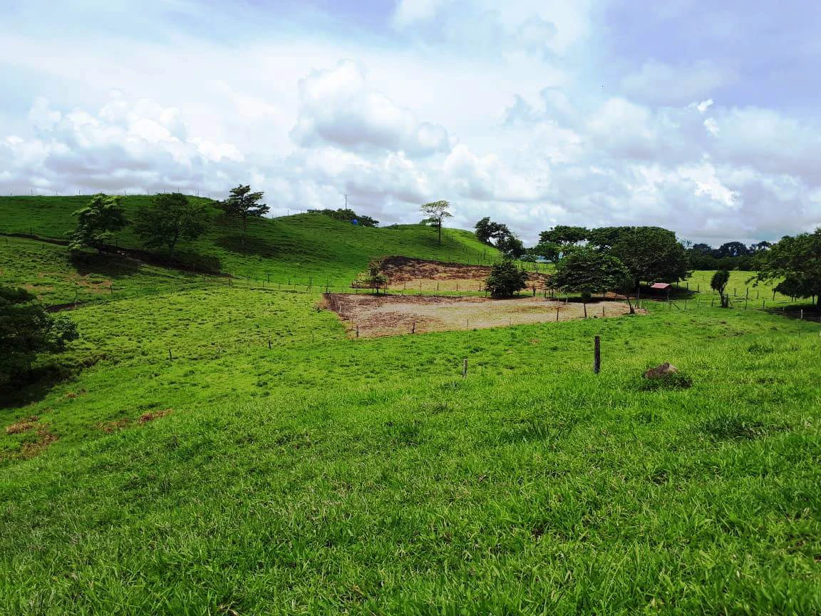 HACIENDA LOMBARDIA : Fully Operating Livestock Business - Gallery image 44