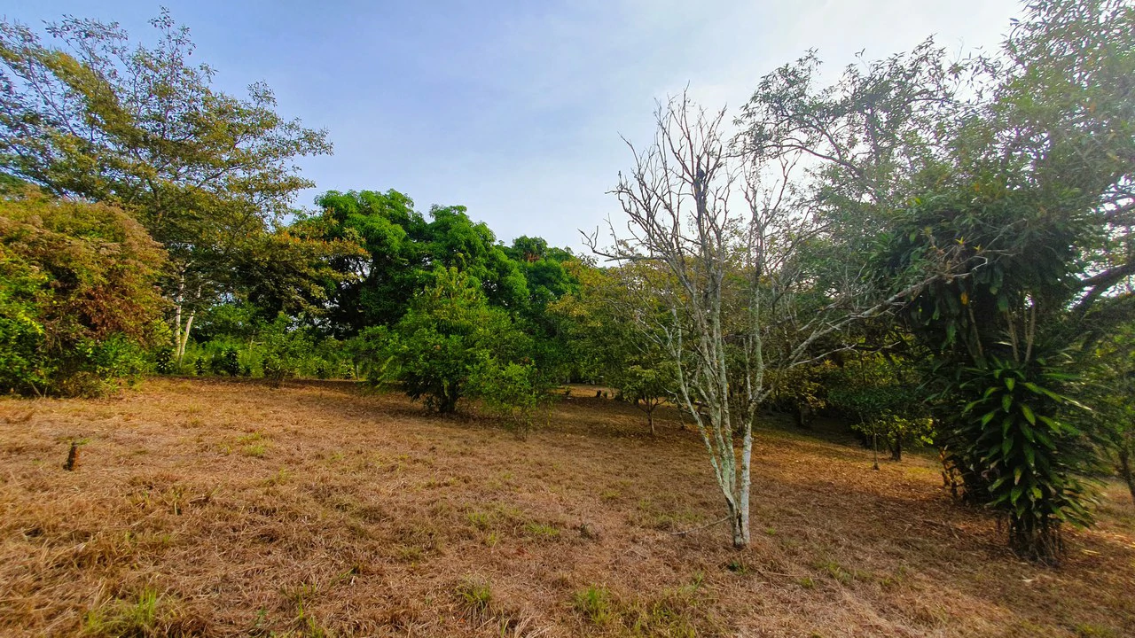 FRUIT TREE PROPERTY FOR SALE: Home Construction Site For Sale in San Isidro del General - Gallery image 25