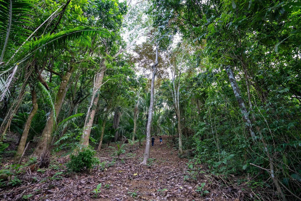 Rare 86-Acre Ocean View Estate Bordering Hacienda Barú – A Unique Opportunity for Conservation and Development - Gallery image 20