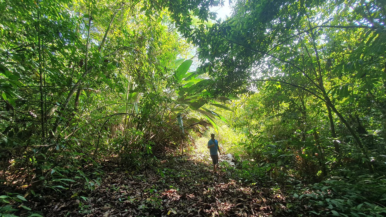 CONSERVATION AND DEVELOPMENT LAND WITH OCEAN VIEW IN SIERPE, COSTA RICA - Gallery image 19