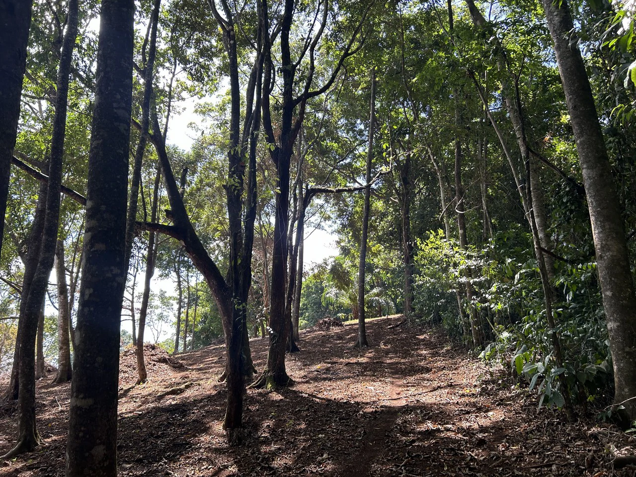 Cabo Matapalo:  3.8 Acre Ocean View Lot In Peninsula De Osa, Golfo Dulce - Gallery image 19