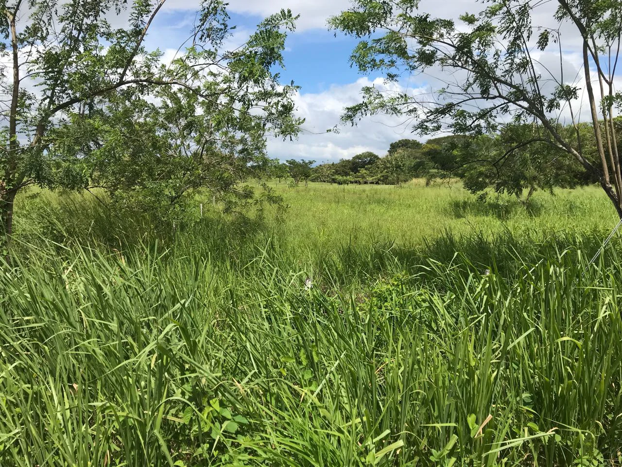 Property near Liberia and Discovery Park - Gallery image 11