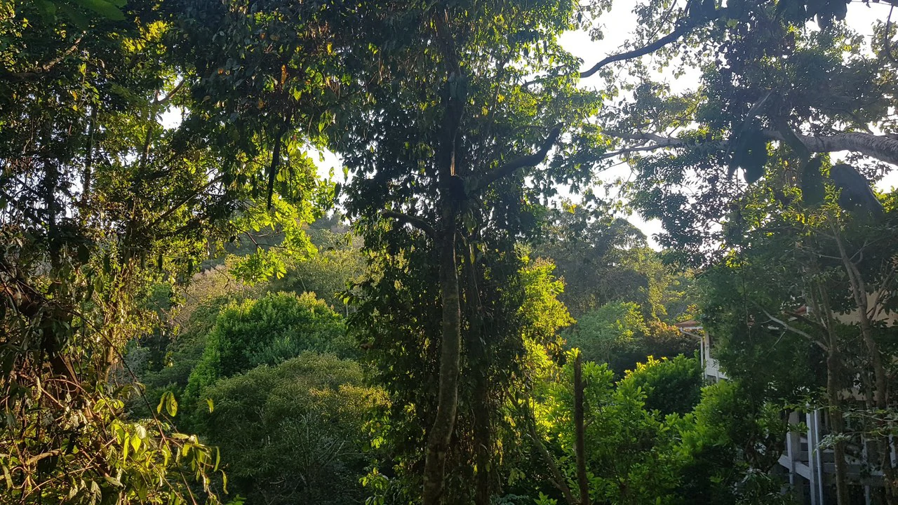 Building Lot in Manuel Antonio, Surrounded by Nature - Gallery image 10