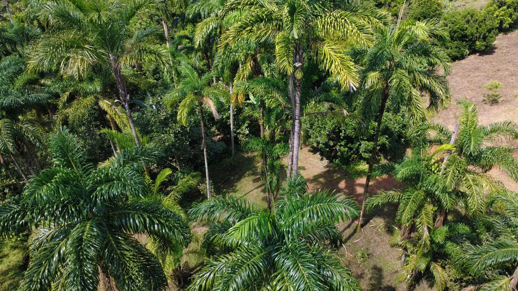 Countryside Agricultural Land For Sale in Pueblo Nuevo - Gallery image 2