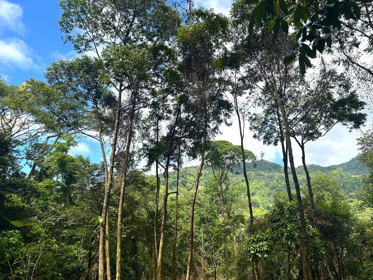 Mountain View Building Lot in Prestigious Gated Community With Private Waterfall & Two Building Sites: Mountain Home Construction Site For Sale in Portalon - Gallery image 20