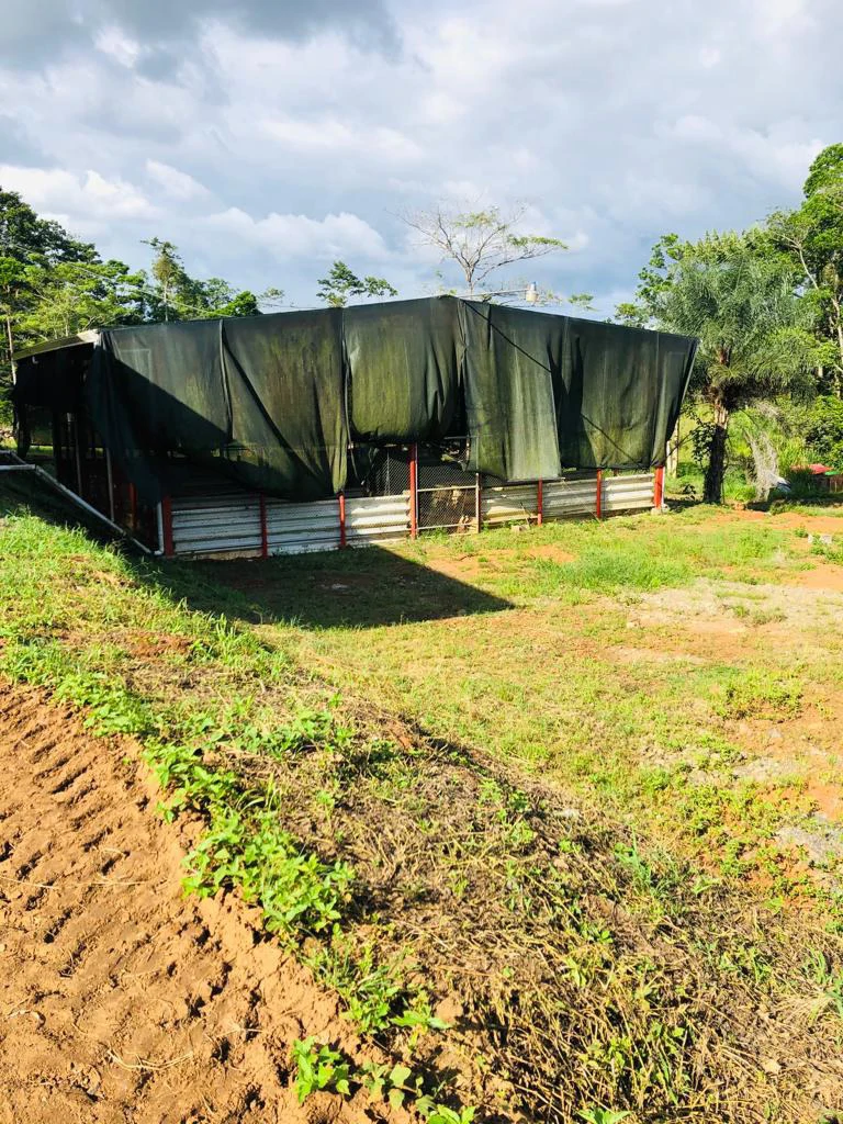 Professional Milk Factory for Sale with a big house in the mountains of Bijagua Costa Rica - Gallery image 25