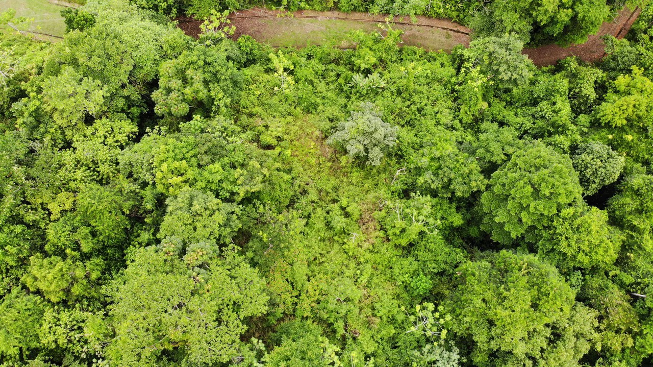 Exquisite Jungle property with Ocean View | Gated Community in Ojochal - Gallery image 11