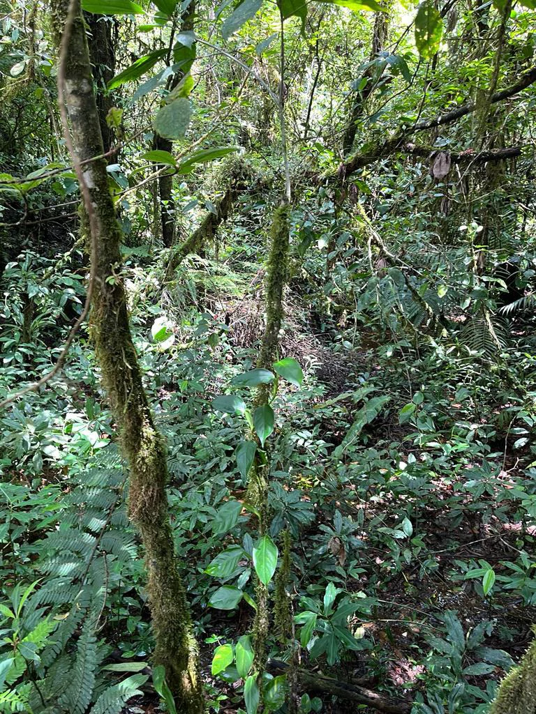 Fantastic property near Biological Reserve - Gallery image 29