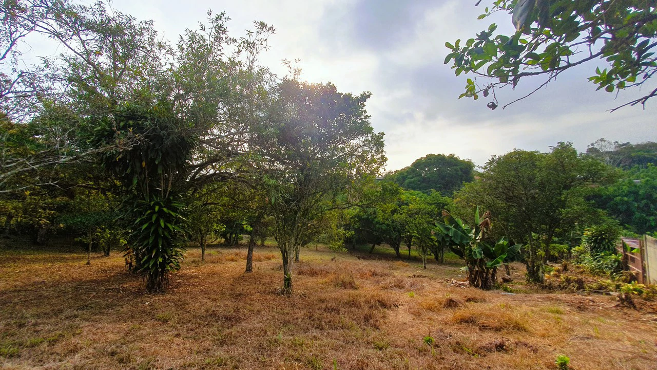 FRUIT TREE PROPERTY FOR SALE: Home Construction Site For Sale in San Isidro del General - Gallery image 26