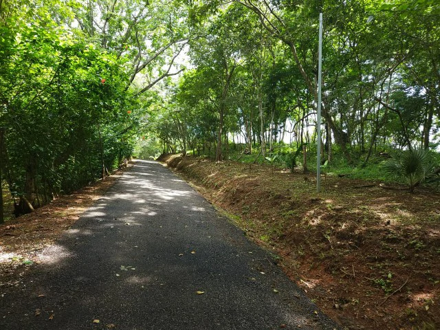 Nosara's Brand New Top Villas as a Business Opportunity in the dense forest of catchment area, 7 villas for sale in Costa Rica's Healthy Blue Zone - Gallery image 6