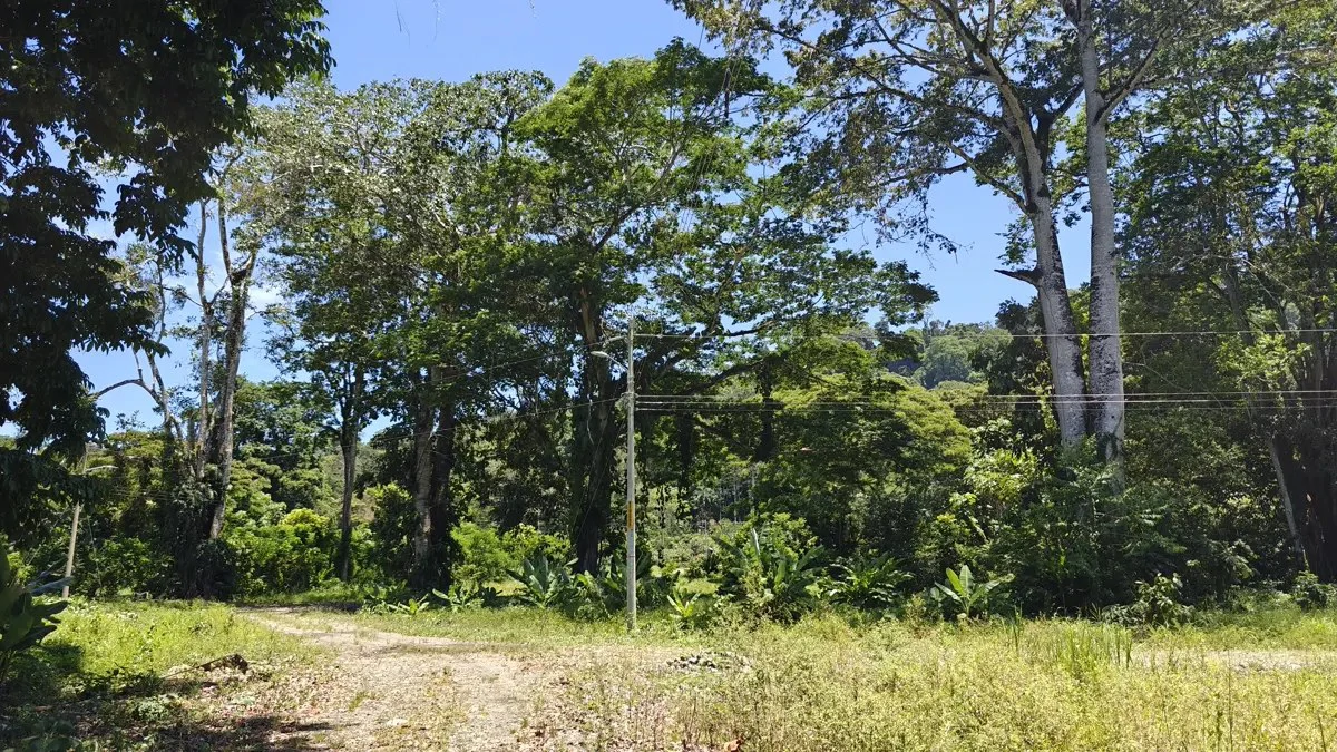 ID 924: El Cortijo: El Cortijo - Residential Lots for Sale in Hone Creek Near Puerto Viejo - Gallery image 11