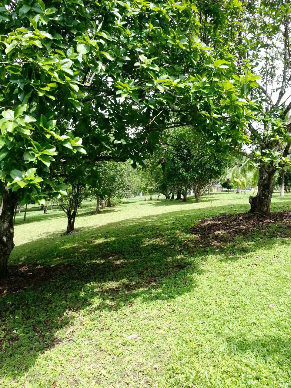 Finca Wellness: Live the Pura Vida Dream – Nature, Privacy & Pacific Beaches - photo 14