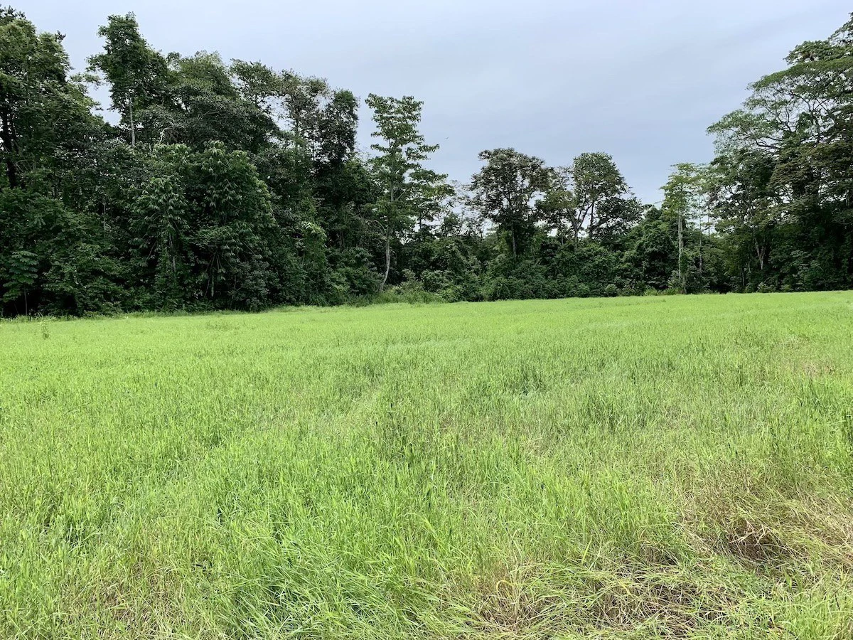 Tropical Farmland 21 Acres - Gallery image 8