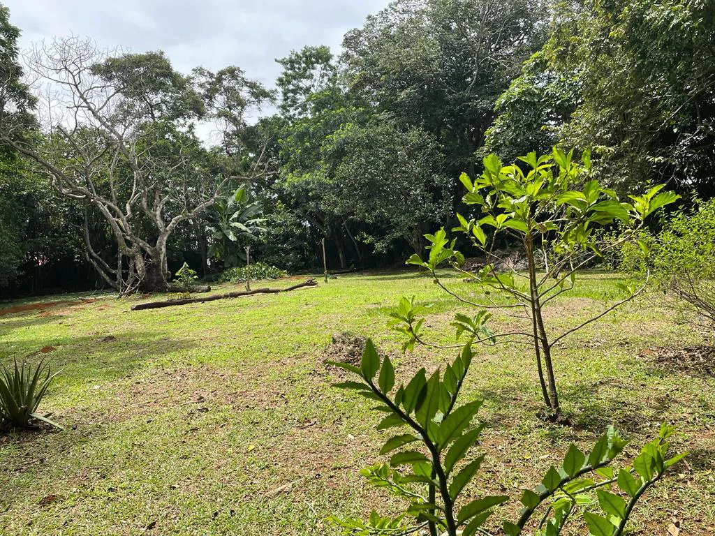 PROPIEDAD PARA INVERSION SABANA LARGA ATENAS: INVESTMENT PROPERTY - Gallery image 7
