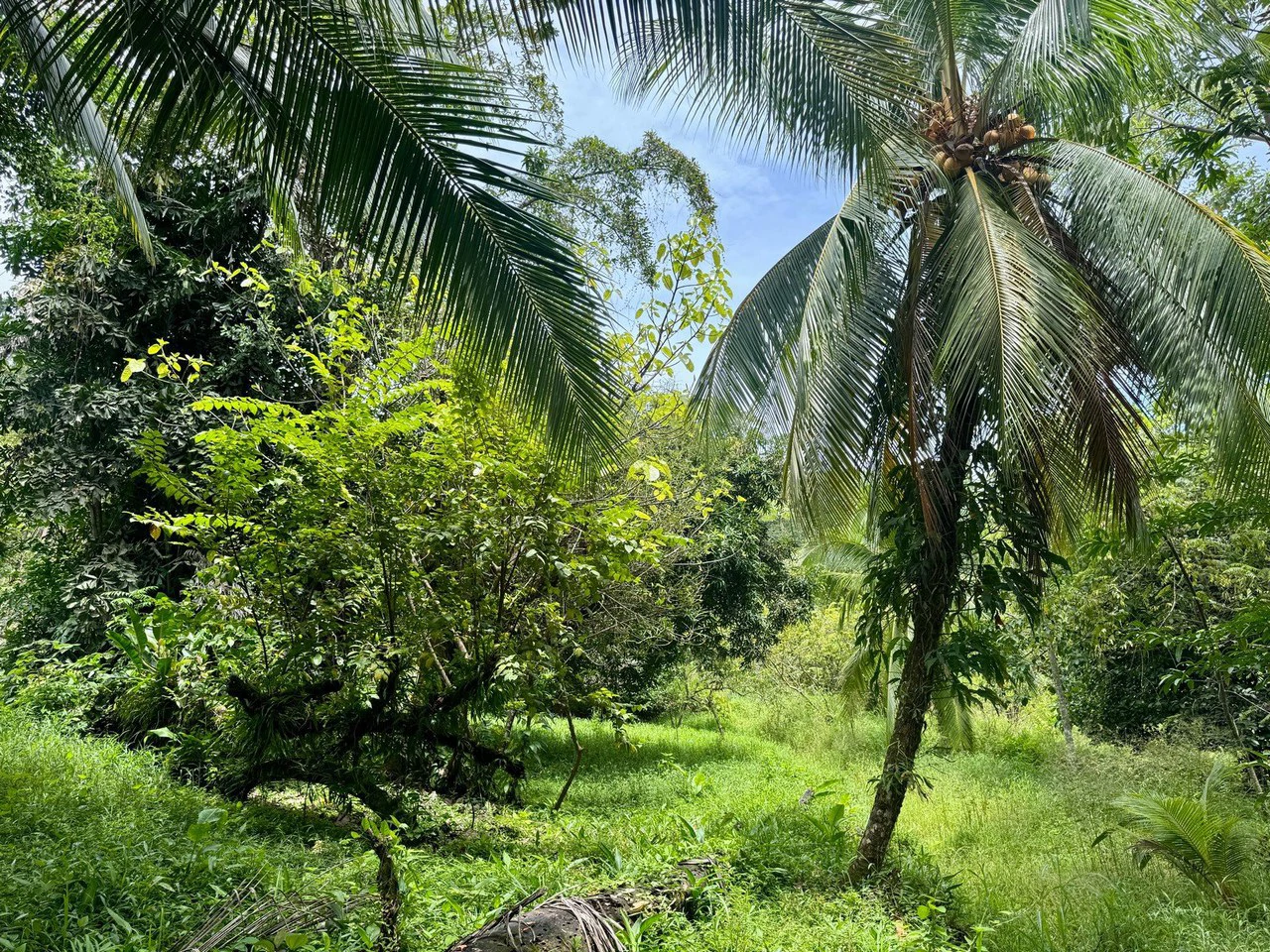 0.25 ACRES – Easy Access Flat Affordable Property In Escaleras With Public Road, Asada Water, Power, and Internet!!! - Gallery image 4