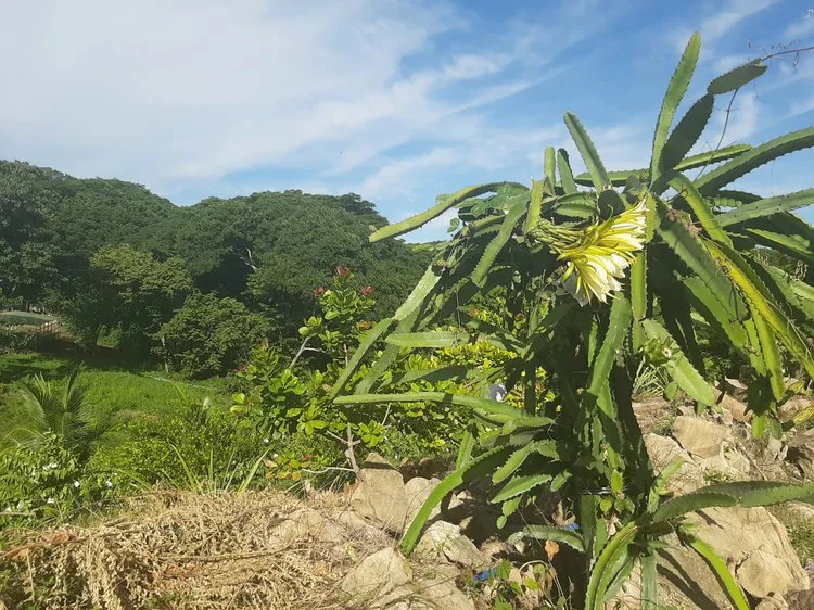Organic Finca Eco Dreams: $799,000 USDOrganic Finca Eco Dreams – Sustainable Eco Farm for Sale Near Playa Naranjo, Costa Rica Luxury Self-Sustainable Farm, Solar-Powered Estate & Investment Property o - Gallery image 38
