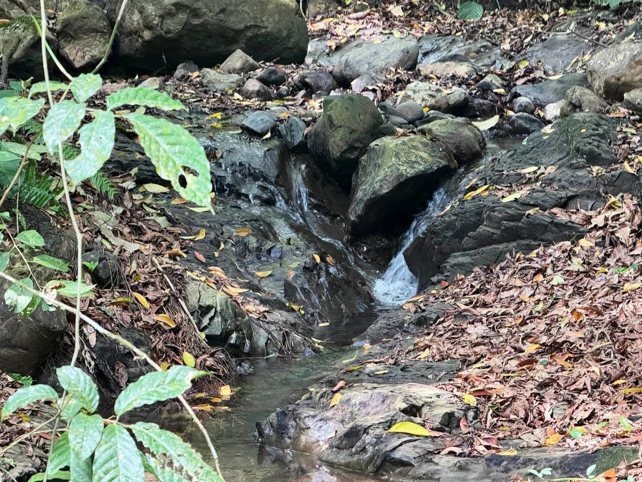 1 Acre Jungle Lot with River in Playa Dominical - Gallery image 2