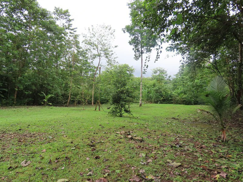 Land For Sale in Dos Brazos, Puerto Jimenez, Ideal For Home Surrounded by Nature - Gallery image 6